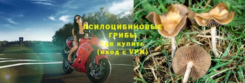 Галлюциногенные грибы Psilocybe  Боготол 